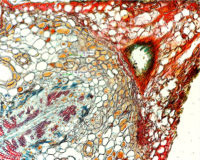 Микроскоп бинокулярный Миктрон 107 LED